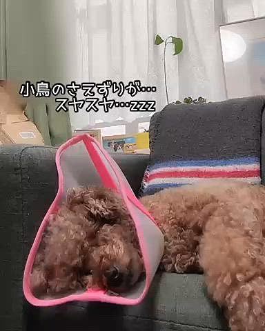 またもや違うエリカラ
エリカラ頼んでからなかなか届かなくて
いっぺんに2つ届いた😆
消毒して
ピンクのは洗濯
相変わらず撮られてると思うと
起きちゃう 起こしてごめんね