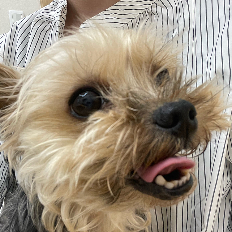 今日は幸大は病院です。
外耳炎になってしまいました。
普段鳴かないのですが、さすがに耳にカテーテルは痛かったのか、小さい声でギャン鳴きしました。