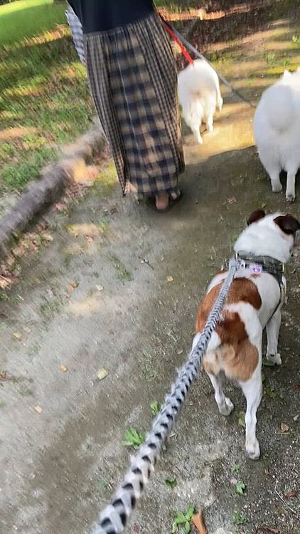 いつもの後ろ姿
ウナギ犬の公園は、あついので、🥵
今日は、木々が生い茂る公園に