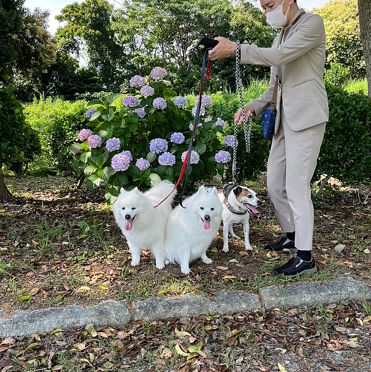 紫陽花前で
