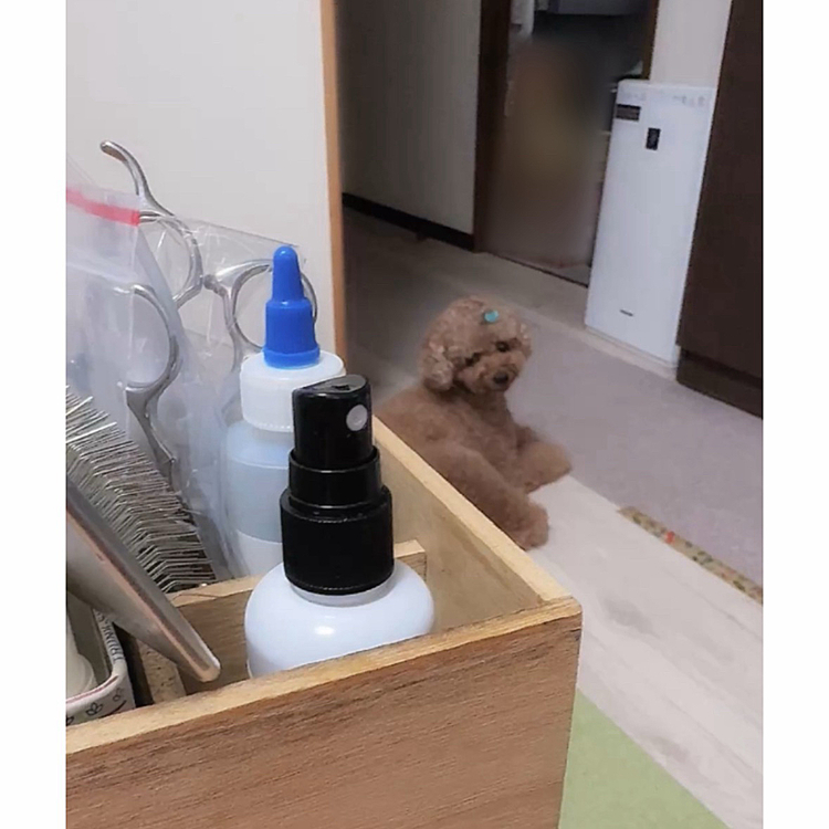 そーっとそーっとブラッシングしたら
おとなしくさせてくれました

前のわんこがビーグルだったので
お手入れと言っても、シッポを整えるか
肉球の間の毛を刈るか
あとはシャンプーだけで済んでいたので
(だよねー、タイガーくん)

ライちゃんのメンテナンスにヒィヒィ😰言ってます

何よ
って顔してますね😅





