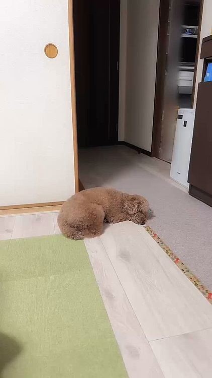 エアコンの効いたお部屋でスヤスヤ寝てます

全然動いてない😳

最後まで見たらわかるよ！












