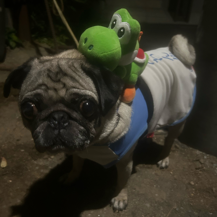 お散歩🐶行くよー(^^)