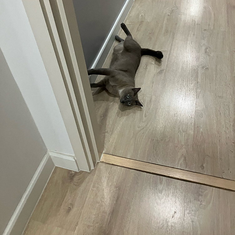アッねこ落ちてた。