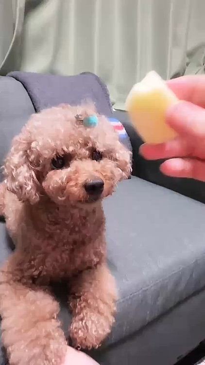 テレビの音がしてうるさいんだけど

良い音させて食べてる

つい飼い主の指まで食べそうに💦





