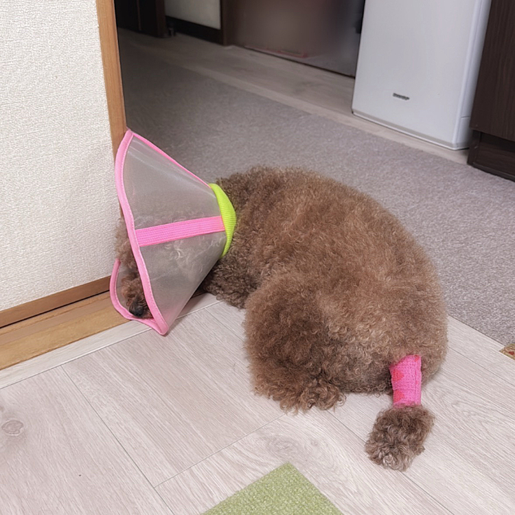 肛門近くのしっぽのカイカイが赤くただれ
痛痒いくらいになったみたいで

朝の散歩でチッコもしない

こ、これはまた病院に駆け込みっ💦！？

と思ったけど、今日は生保レディさんが来る…

床などに触ってしまうのが痛いのかも…
と包帯巻きました

そうしたら気にならなくなったみたいで、

チッコチッコの呼びかけでチッコしました

なんともラジカルなファッションに…

もしくは、殿？


