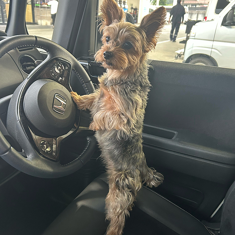 今日の運転手
「どこ行きたい？」