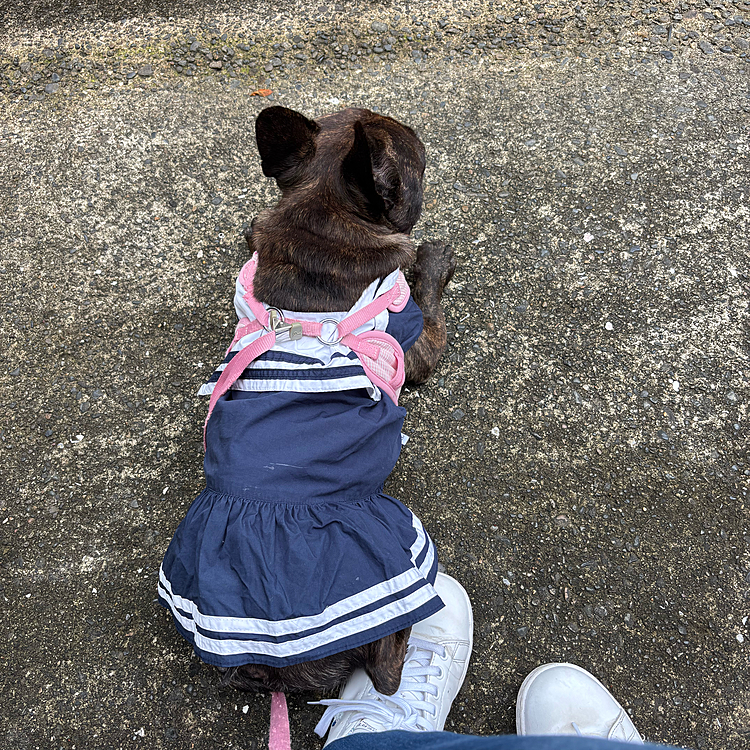 こんばんは🌛
先日私が仕事中に怪我をしギブスをはめており中々お散歩行けなかったのですが、久しぶりにお散歩に行けました🐶
メロには申し訳なくඉ́  ̫ ඉ̀
しっかり回復したらお散歩やドッグラン沢山行こうね🥰