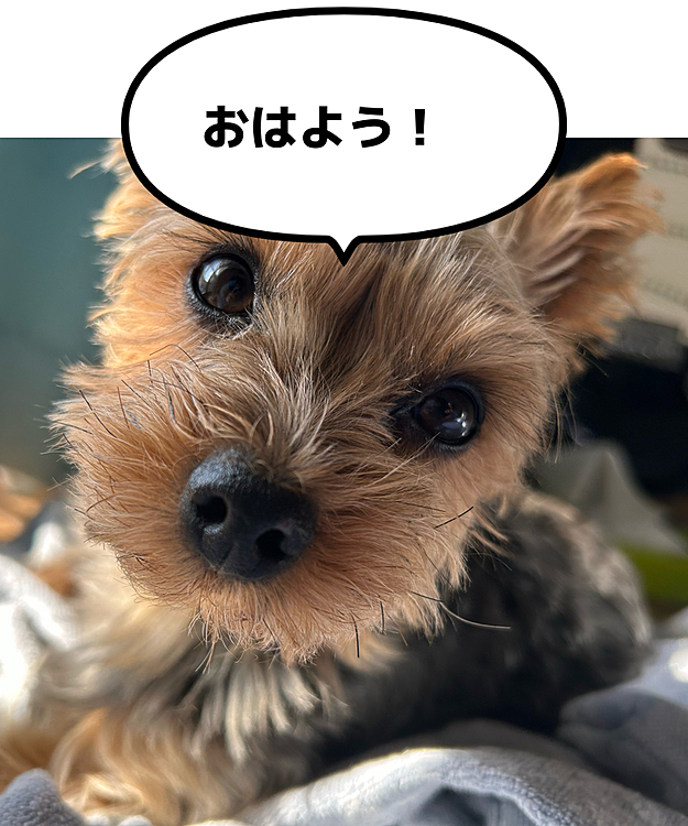 モーニングコールしてくれるバール