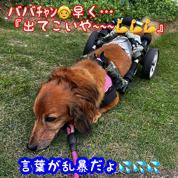 週末のお休みで今日は涼しいので､早起きでお散歩しようかと思ったら…動きません😅
しまいには『伏せ🐶』始めちゃいました💦
お散歩しようよ~~~😅😅😅