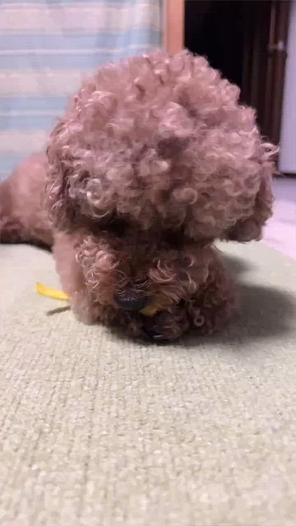 マジックテープ

カミカミ、お手手で押さえて可愛い❤️




