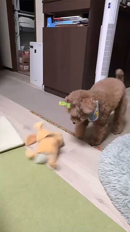 遊んでるところが可愛いのに

撮らせてくれない





