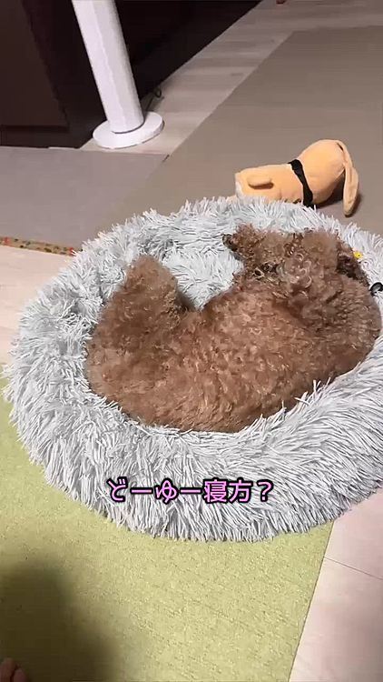 お気に入りはいつも近くにいる

人間が片付かないともいいます





