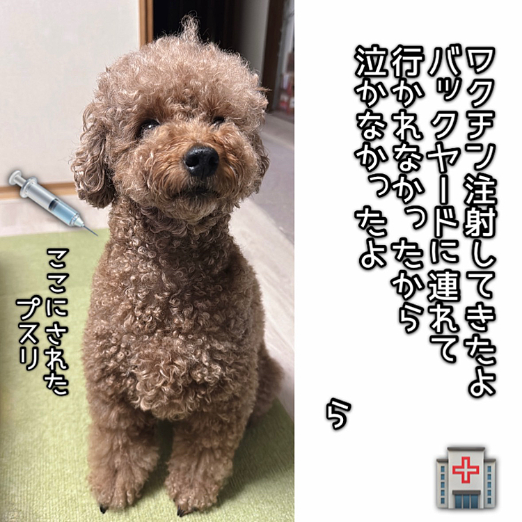 
カイカイのお注射を月１ですることになり、

トリミングはワクチンを１週間以内に済ませていないと出来ないと言われ、

諸々のタイミングを合わせるのが難しい😓

トリミングはリスケになると最低２週間は先になって、トイプーは伸びるの早い💦






