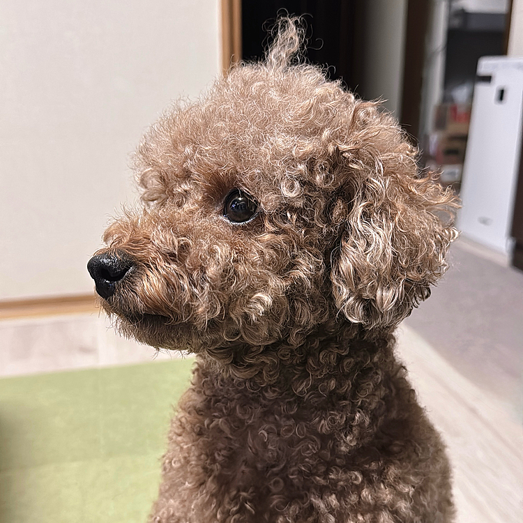 
エリカラも取れたでしょー？

カイカイも注射で治ってきたみたいで

赤いところは塗り薬で治ってきました

お目目はまだ目薬しているんだけど

膵炎からの脱出がダラダラして

病院通いは継続中です





