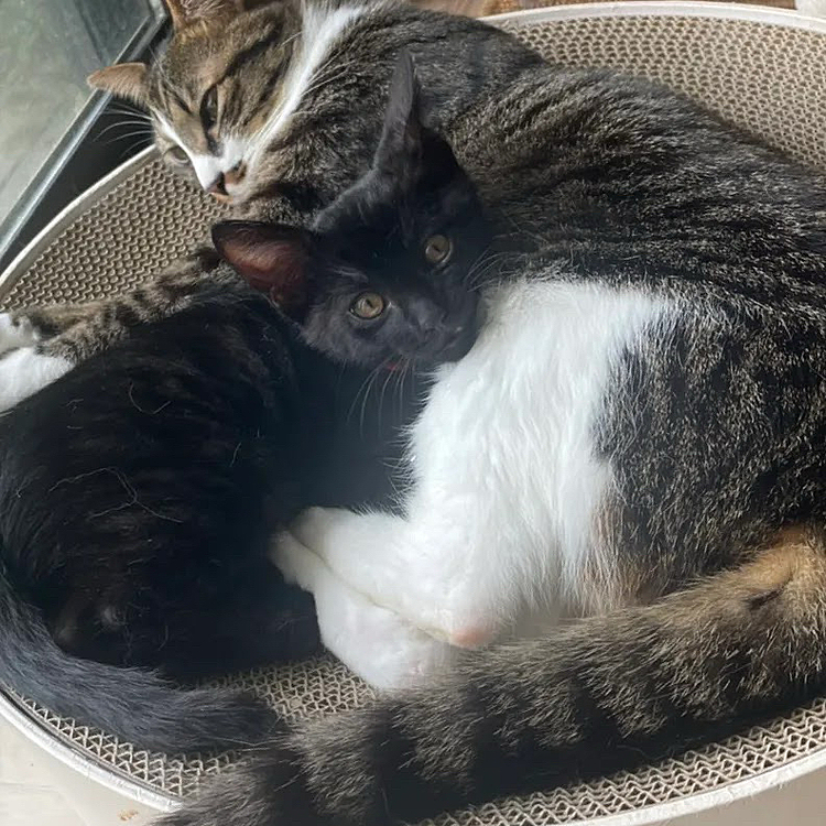 蕾が来てから、景虎はほんとにお兄ちゃんになり。
顔つきもお兄ちゃん。
そしてついに片手で持てないぐらいの重さになり
(蕾がまだ子猫だからというのもある)
末っ子じゃなくなったんだなあ、と感じる今日この頃ですが
相変わらず階段を上ることは出来るが
下りることはたまにしかできなくて
誰よりも運動神経がちょっと悪いとこがかわいい😂