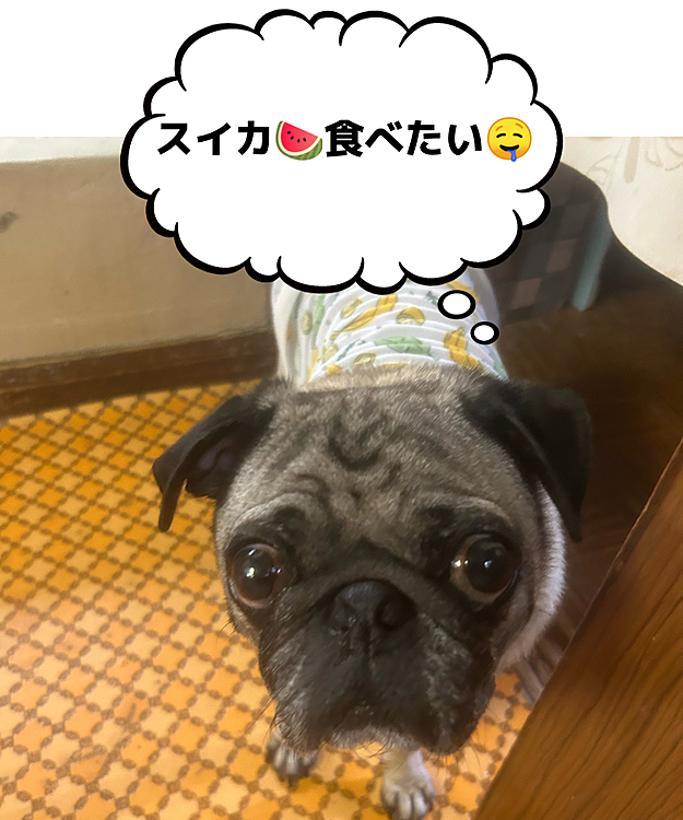 暑いから🫠お散歩は行けないよ🥹ごめんね🙇‍♀️