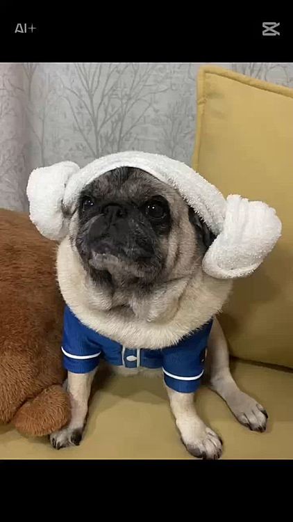 飛びません‥🤣🤣🤣