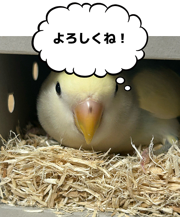 月曜日にコザクラインコのくもちゃんをお迎えしました♪元気な女の子です💖これからよろしくね！
