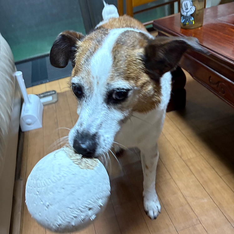 更にボールで遊んで❣️と、、🥵