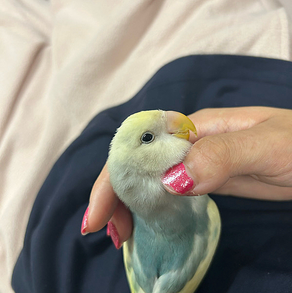 カキカキが大好きなくもちゃん🥰