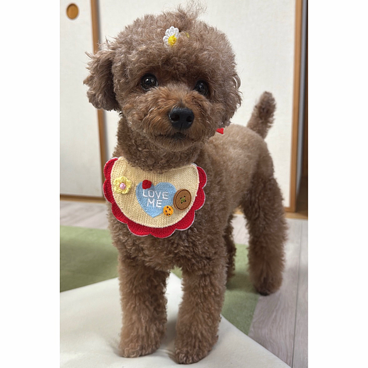 胴の長さは変わらずあんよが伸びて背が高くなったのに
太ったら短足にみえるー🤣
あぶちゃんしたりして、若作りに励む5歳の夏