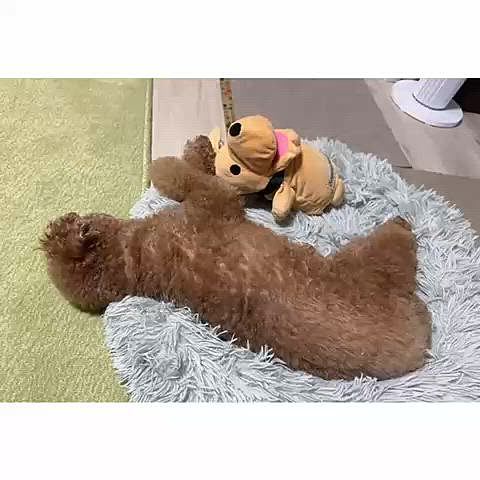 バフんバフん言って寝てます