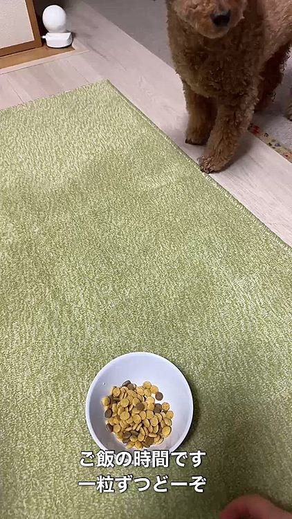 ライアン姫のこだわり
1.ご飯を床に置かないで!
姫になんてことするの!
2.まずは一粒ずつちょーだい!
いきなりお皿からなんて食べられないの!
3.ドッグフードを食べきれたら
トッピング用の手作りごはんがもらえるの
ホントは全部これがいいわ!