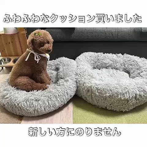 同じ色なんだけど、
新しい方は嵩があってフカフカ
なんだけど、馴染んできたコレを手放せないライアン姫でありました
お家ばっかりのネタ