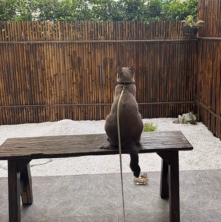 めずらしく静かに座って何を思っているのかな？