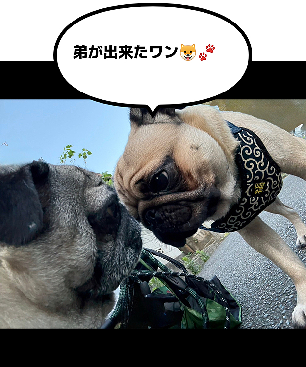 弟が出来ました！💚福太くんです🙋‍♀️