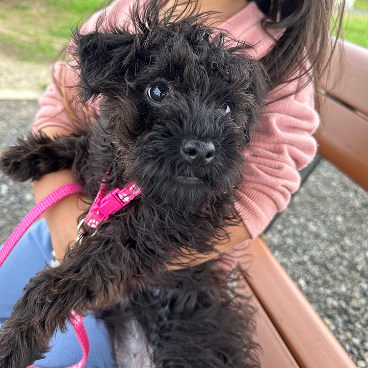 あたち今は大きくなってるけど最初は
5OOgもなかったんだよ〜🥹
ティーカップって聞いてたんやけどな〜、、
あれ？笑笑