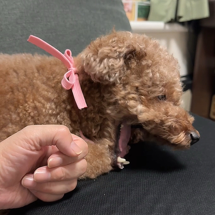 お留守番からのまったり時間

大きなあくびしたよ





