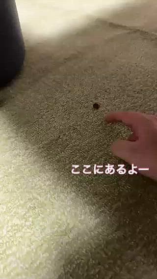 捕まえちゃうよー遊びをしようとしたら

付き合ってくれないライちゃんでした

うたた寝している間に、食べられてしまいました





