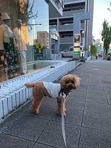 それ以外はご近所散歩ばかり🐾
そしてやはりウンチングポーズが可愛くて毎回撮ってしまう飼い主😅
眼科の前でも💩目に入った看板、まさにパパさんコレでした👀
日陰の大通り沿いを公園まで進み藤棚下のベンチでスイカ食べて水分補給🍉