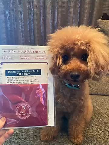 ペット博でオーダーしていたテラヘルツネックレスは10日ほどで届けていただきました✨
丁寧な梱包とお手紙まで入っていました💌
ブラシを購入してからのご縁です♪
元々ブラッシング嫌いでなかなかお手入れ出来ず毛玉もたまに出来ていました😔
でもスリッカーと違い肌に当たっても痛くないしトントンするともつれがほぐれていくので前足以外は嫌がりません🐶
喜んでとかうっとりとかまでではありませんが嫌がらないと言うのがとても重要でお陰で毎日ブラッシングが出来るようになりました✨