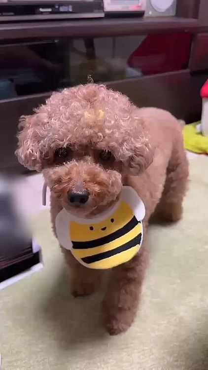変声して可愛い可愛い言ってる動画





