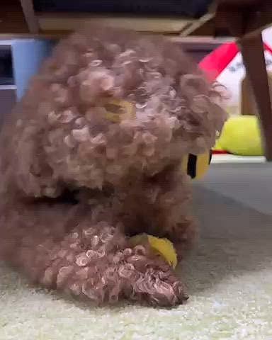 マジックテープにドッグフード１粒入れたんですけど

かなり集中して開けてました

食べれたらこっち来る





