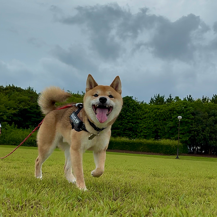 2025.08.12(火)
広い公園でお散歩