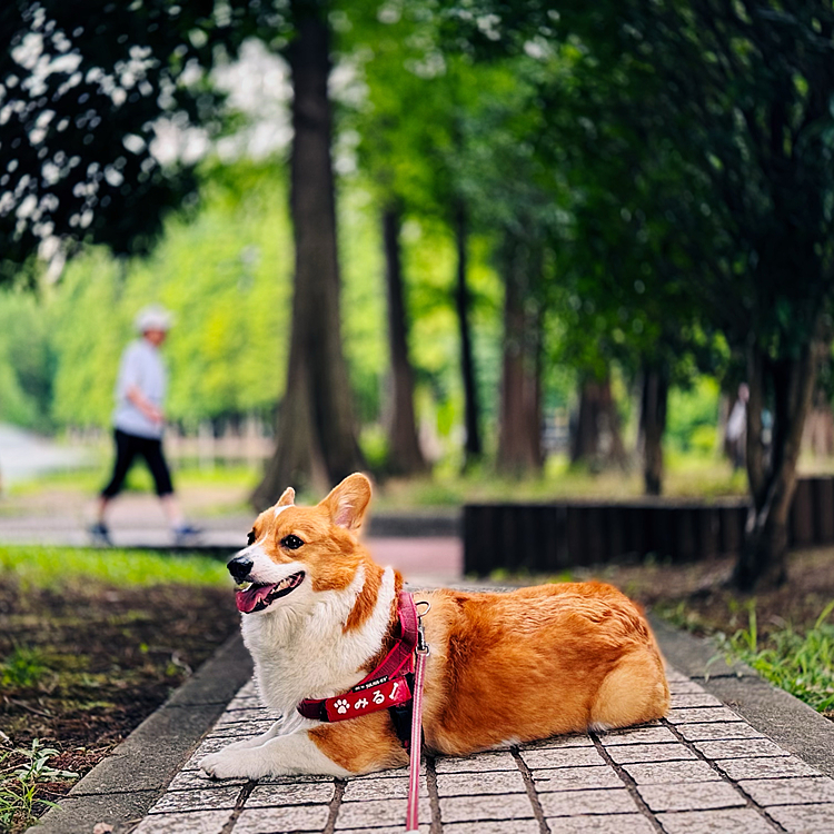 朝は少し涼しくなりましたね。その分お散歩時間も伸びました⏰