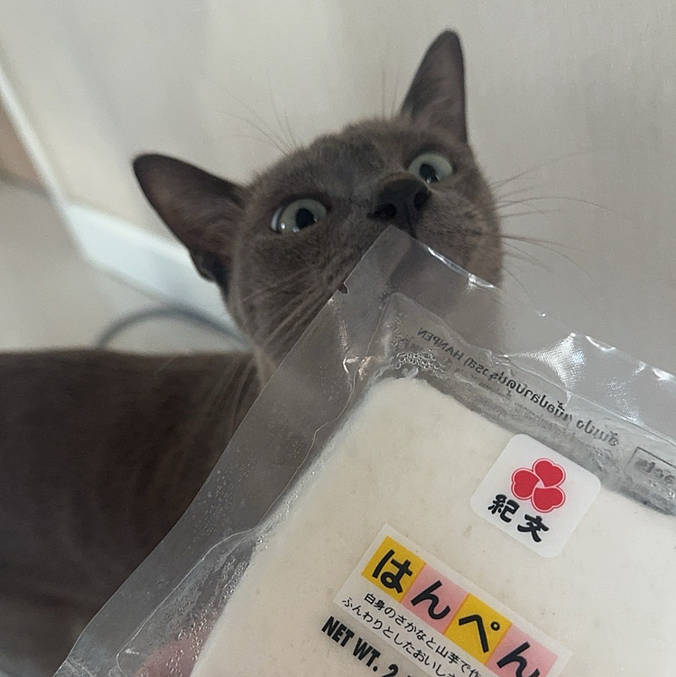 ニャンだこれは？魚のにおいがするニャ