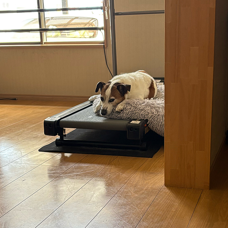 部屋をよーく覗き込まないと死角で見えなかった
お掃除する時ランニングマシーンに
タイガー🐯のベッド🛏️乗せたこと忘れてました😅