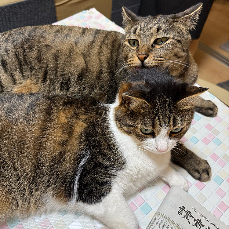 8月末に
5歳になるオス、メスの兄妹です！
我が家に来て、早５年！
今では、甘えん坊になりました！