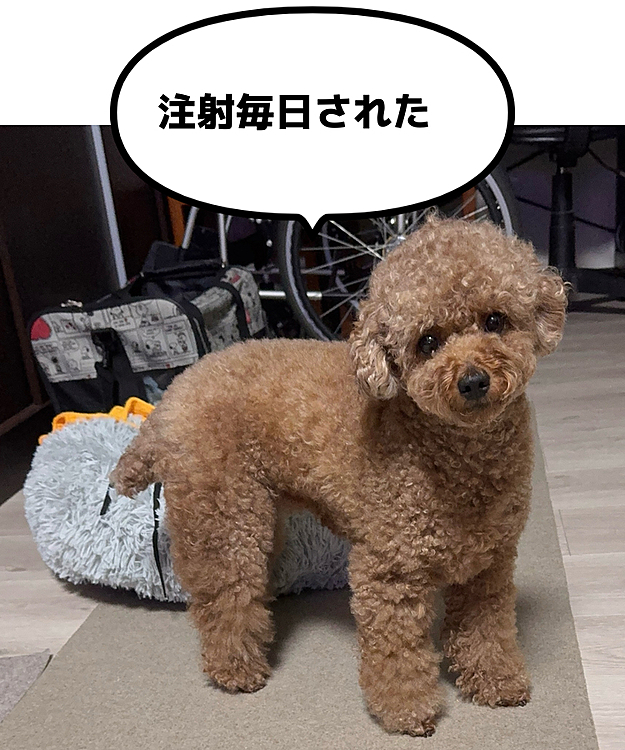 点滴しては元気になり

次の日また具合悪くなり…

を繰り返して5日間通いました





