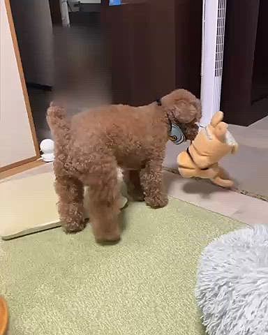 点滴して帰ってから元気になってるときの動画です

夕方点滴してもらい

次の日のお昼頃から元気がなくなりお腹が痛いみたいです





