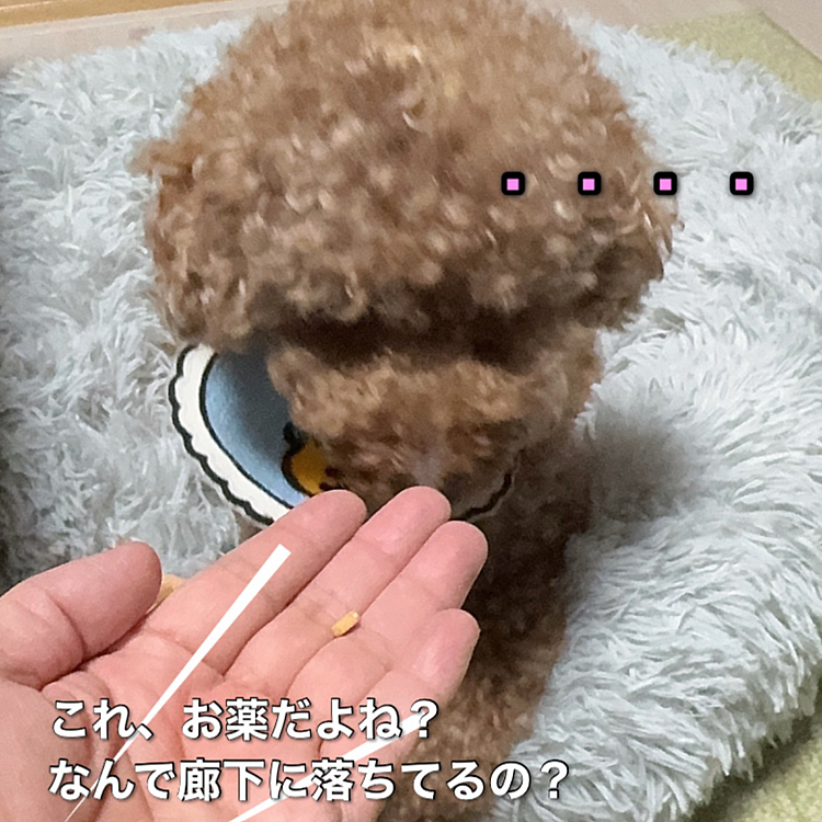 4粒のうちにひと粒、廊下に落ちてました

目を合わせません

お薬を飲まされてから、ぺってしたのでした





