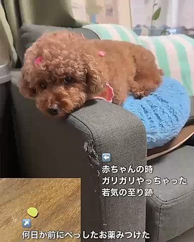 お腹治ってから、また部屋の隅っこにお薬が落ちていました

色からしてぺっした日のお薬

口の中で我慢してぺっしたようです

我慢するなら飲みこめばいいのに…

ソファーのほつれはパピーの頃やりました






