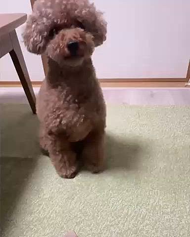 サバ缶(犬用)と生鮭を焼いて、水で煮て、

すり潰し、濾して作った自作ちゅーる

ちゅーるぽい匂いでした





