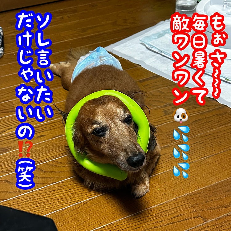 残暑⁉️お見舞い申し上げます🎐
まだまだ暑い夏が続きそうですが、ウチのココちゃんも家の中にいてもエアコンかけないと息が整いません💦
沢山水を飲むのでオシッコ沢山→オムツムレムレでお股がちょっとかぶれ気味です💦
せめてお首にネッククーラー着けてみました😊
はたしてうまく涼は取れてるかな❓(笑)