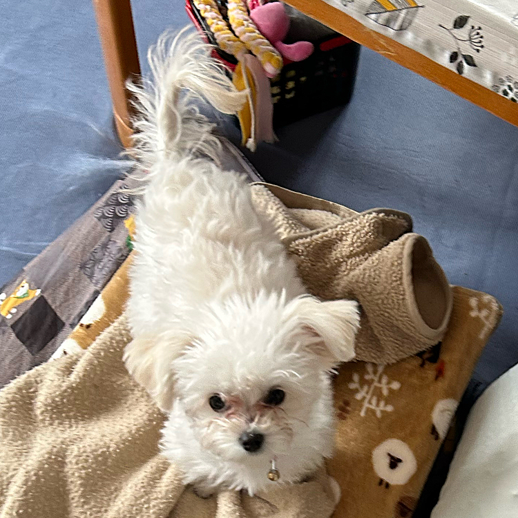 今日はレアの1歳もお誕生日です🎂寂しがりあでぼんちゃんにちょっかいをだし怒られてばかりですが💦元気なので見ているこっちは幸せです☺️これからも元気でいて欲しいです😍